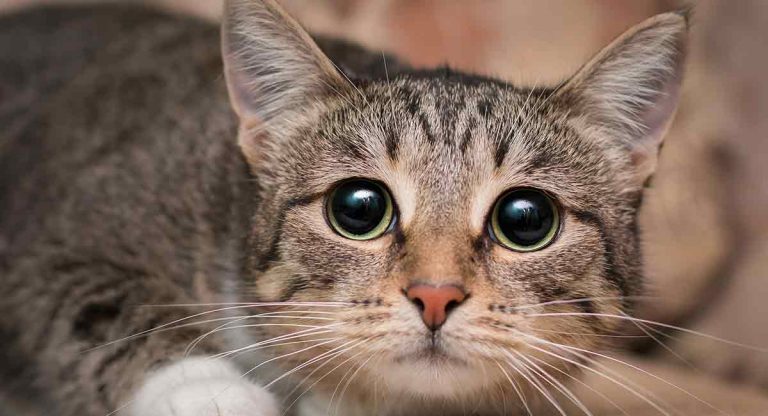 What are signs of kidney disease in cats?