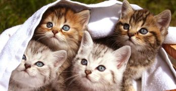 Kitten Facts – Fun Facts About Baby Cats