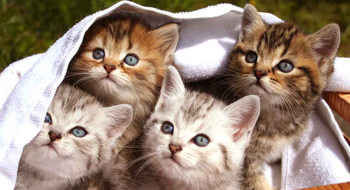 49 Top Images Cool Facts About Cats And Kittens / 10 Interesting Facts About Newborn Kittens | petMD