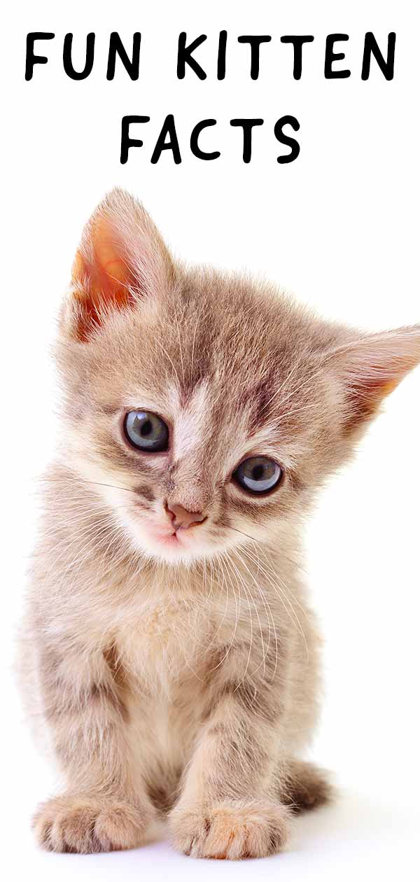 fun facts about kittens