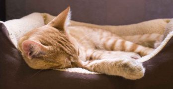 Your Sick Cat – A Guide To Common Cat Illnesses