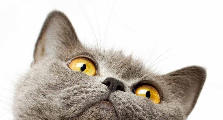 what do cats need