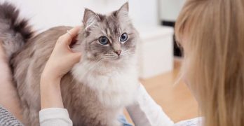 Why Does My Cat Knead Me?