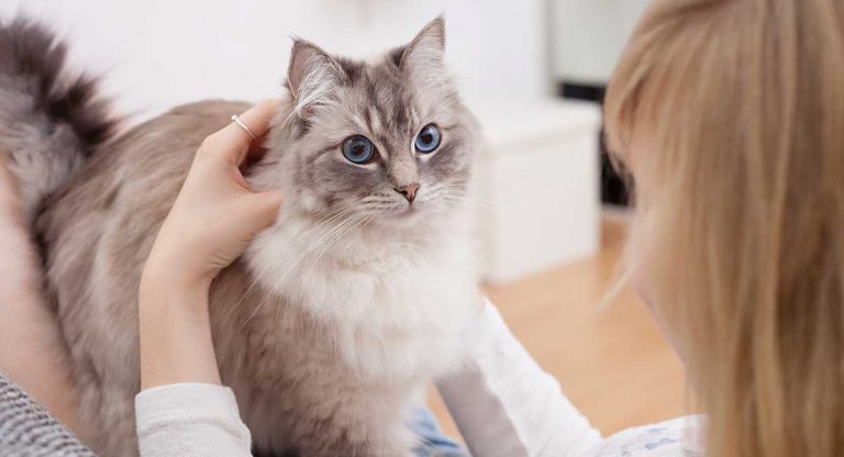 why does my cat knead me