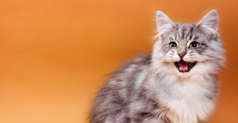 Why Does My Cat Meow So Much? Curbing Excessive Cat Noise
