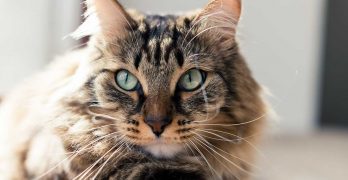 Why Is My Cat Drooling? How To Tell Innocent Dribble From Excessive Drool