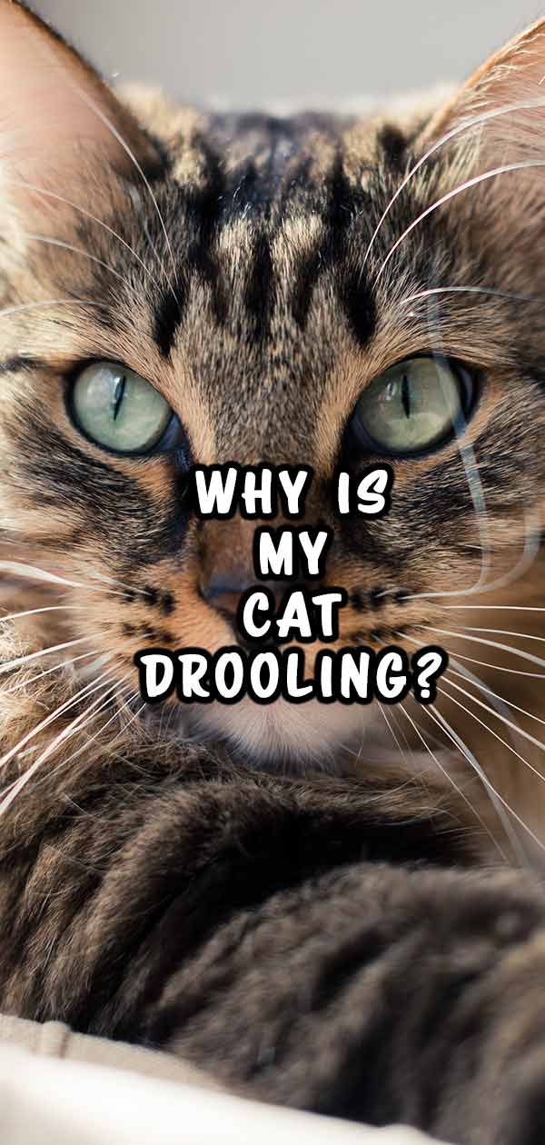 Why Does My Cat Drool When I Pet Him?
