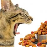 best cat food for hairballs