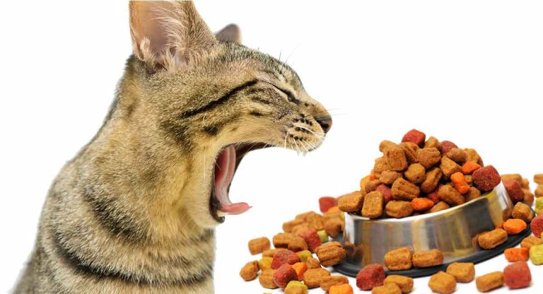 best cat food for hairballs