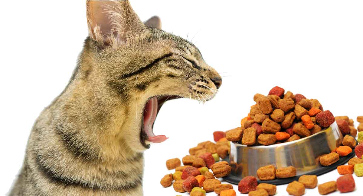 best cat food for hairballs and vomiting