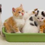 best litter box for multiple cats