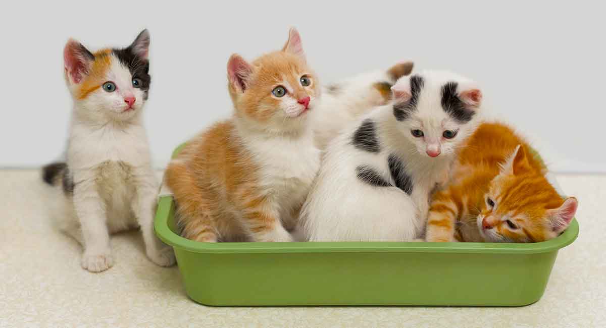 Best Litter Box For Multiple Cats That Want To Share