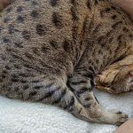 savannah cat bed