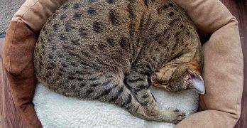 Best Savannah Cat Bed and Bedding Options