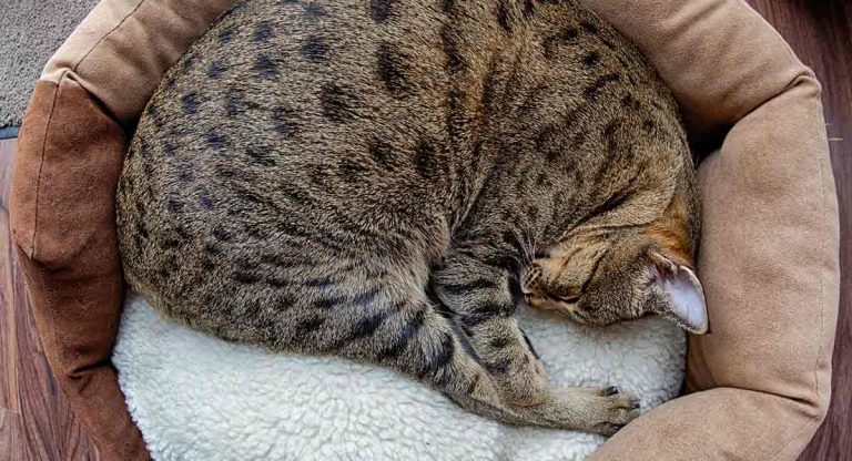 savannah cat bed