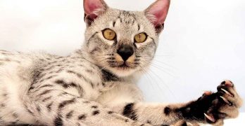 Savannah Cat Colors – The Amazing Shades of the Stunning Savannah