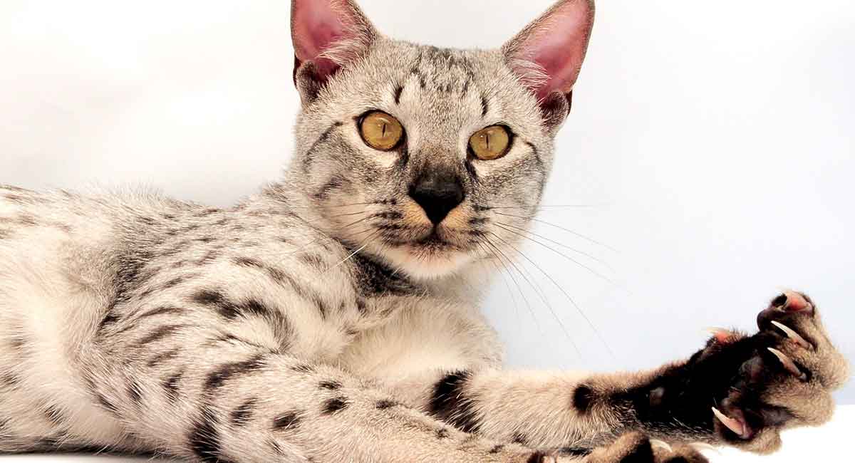 Savannah Cat Information A Complete Guide To A Hybrid Breed