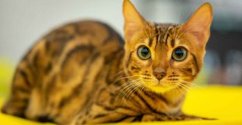 Savannah Cat Price – How Much Will This Cat Really Cost?
