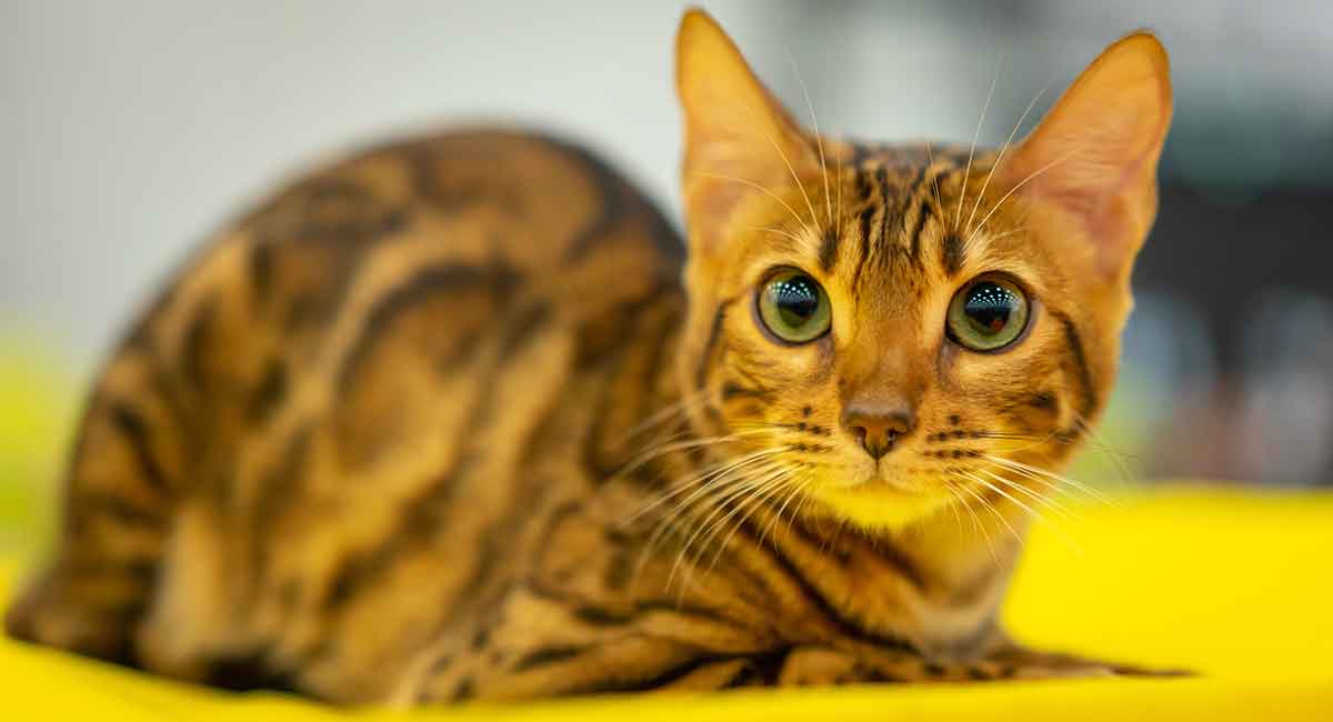 purebred savannah cat price