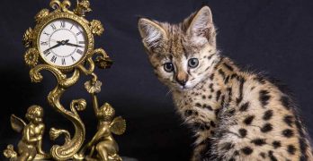 Savannah Kittens – Your Guide To Finding and Raising a Savannah Kitten