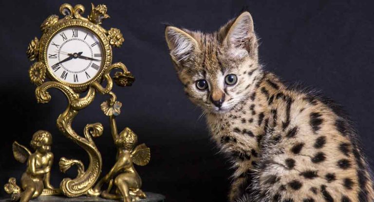 savannah kittens