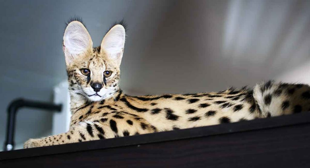 Where do savannah cats come from 