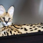 where do savannah cats come from