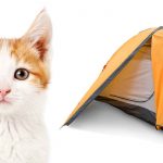 best cat tent