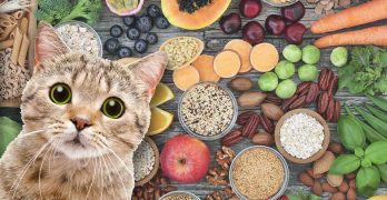 High Fiber Cat Food: Is It a Good Idea and Which Are the Best Brands?