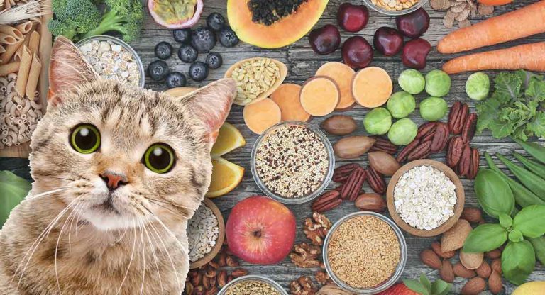 high fiber cat food