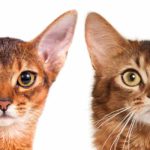 abyssinian cat vs somali cat