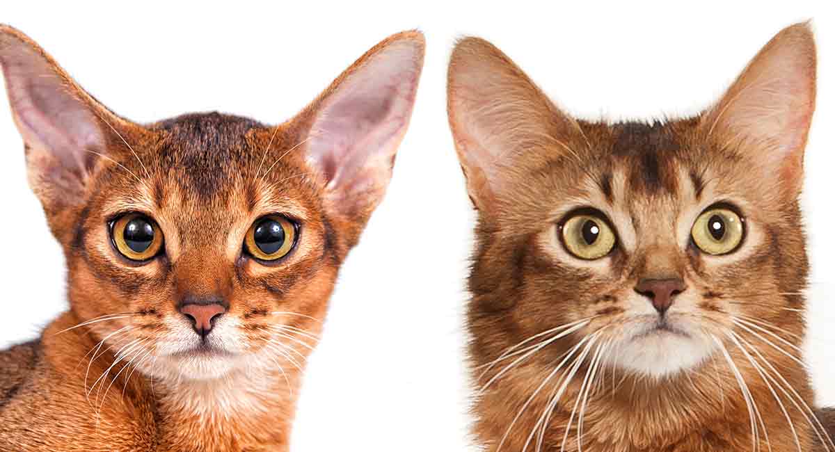 abyssinian cat vs somali cat