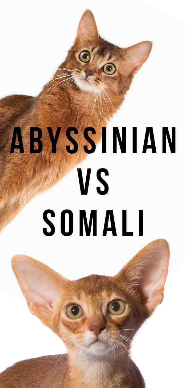 abyssinian cat vs somali cat