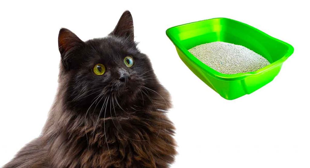 Best Cat Litter For Long Haired Cats