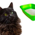 best cat litter for long haired cats