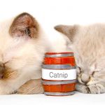 best catnip