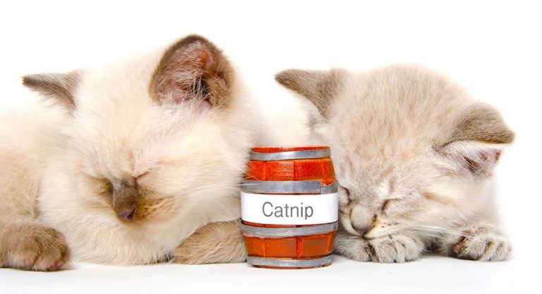 best catnip