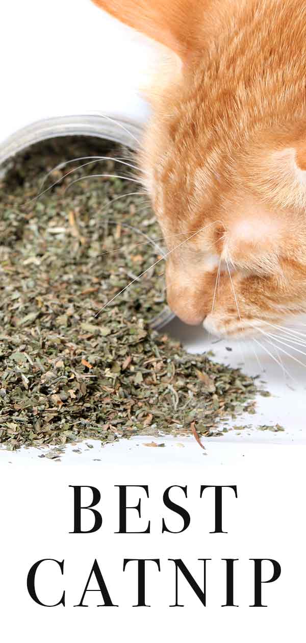 Best Catnip Brands and Varieties for Keeping Your Kitty Interested
