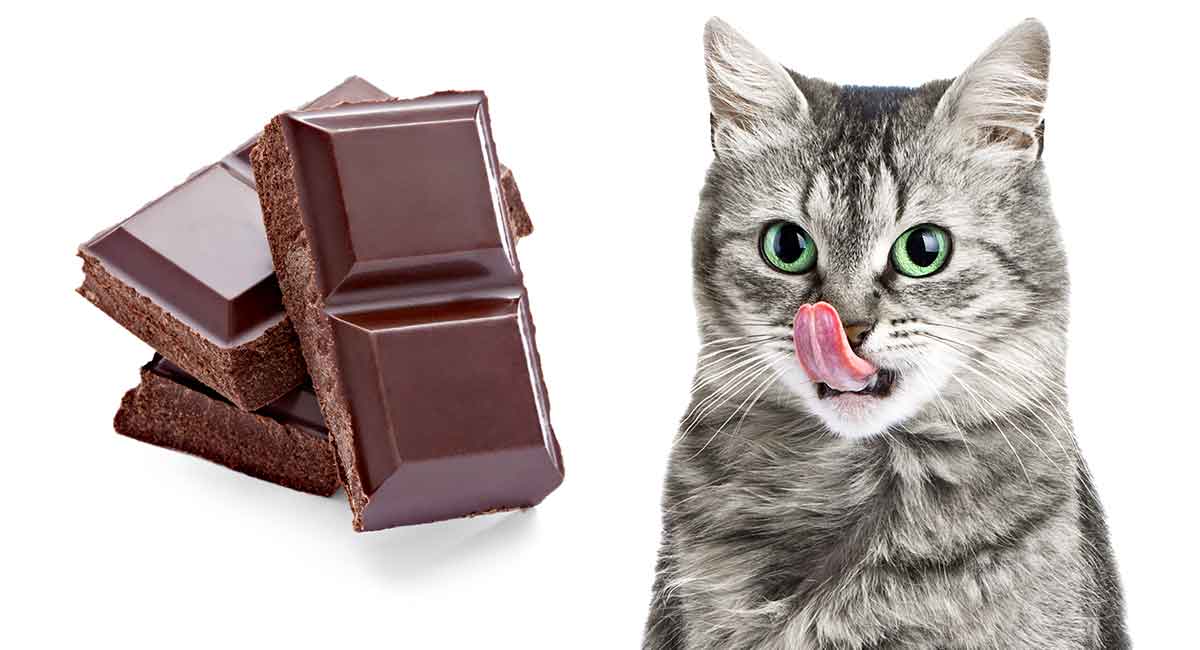 mohou kočky jíst čokoládu