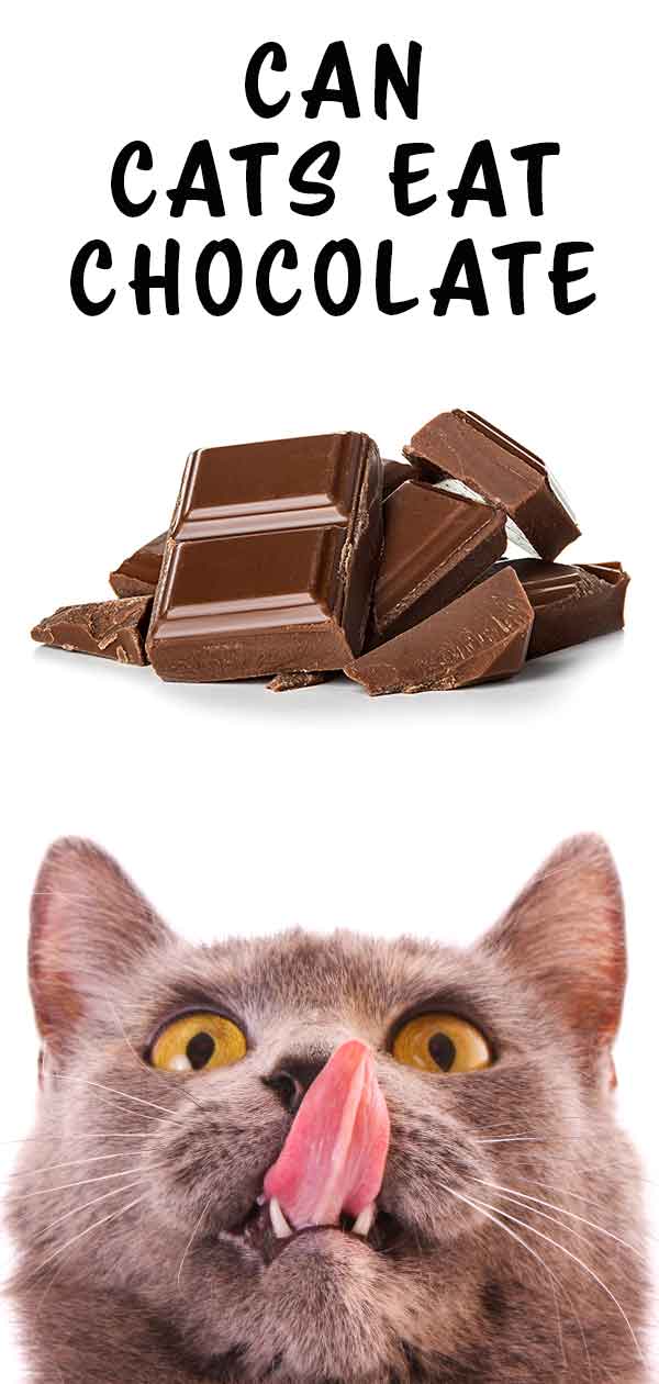 kunnen katten chocolade