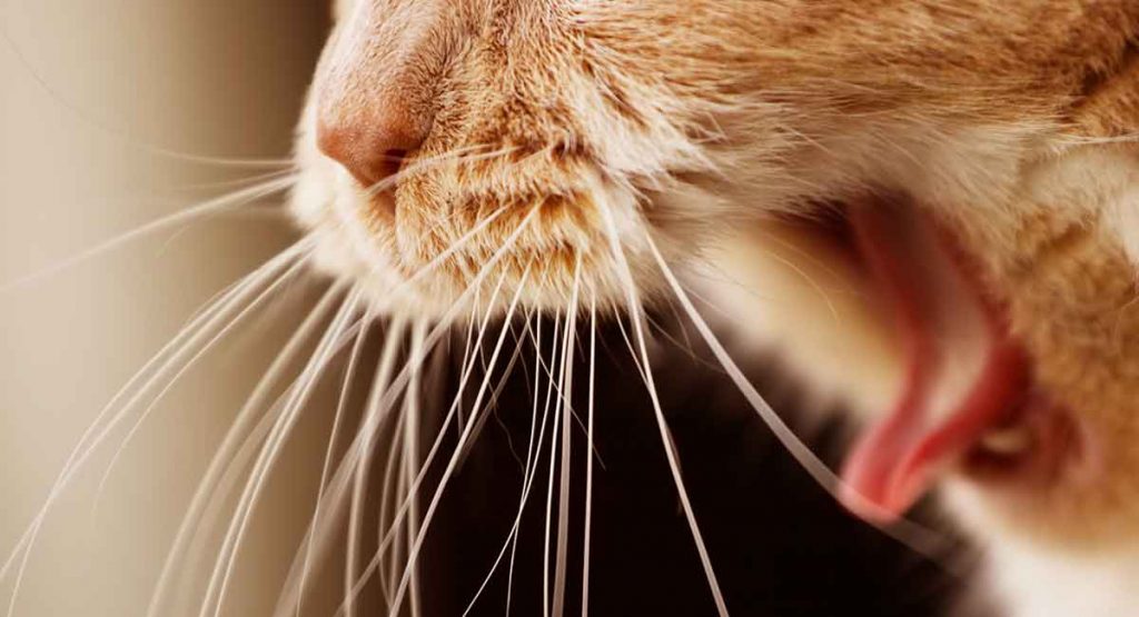Rodent Ulcer Cat Mouth Ulcers and What To Do About Them