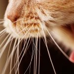 rodent ulcer cat