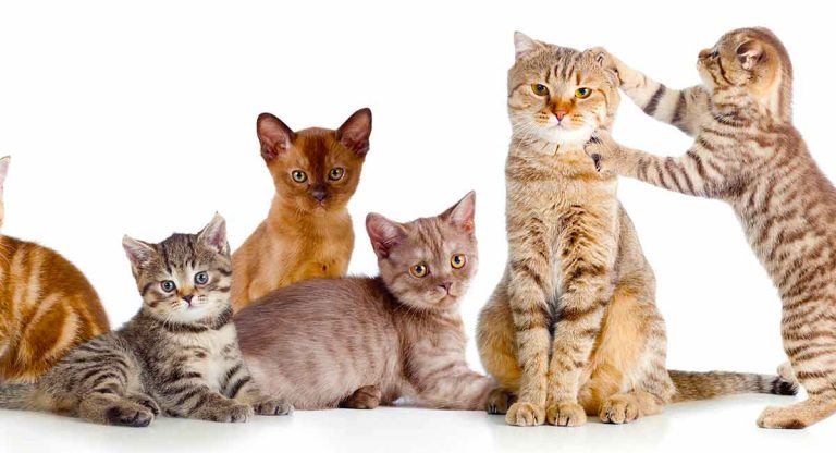 What Is A Group Of Cats Called
