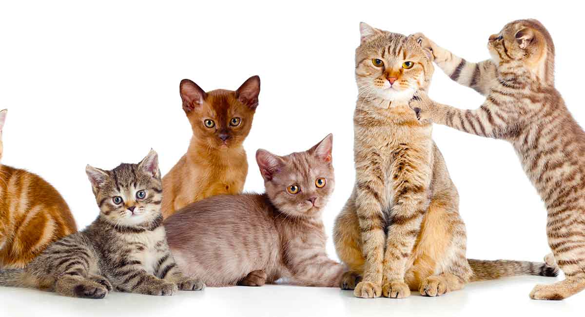 What Is A Group Of Cats Called? The Social Solitary Animal