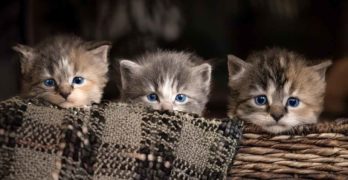 8 Week Old Kitten – Feeding, Weight, Care And Routines