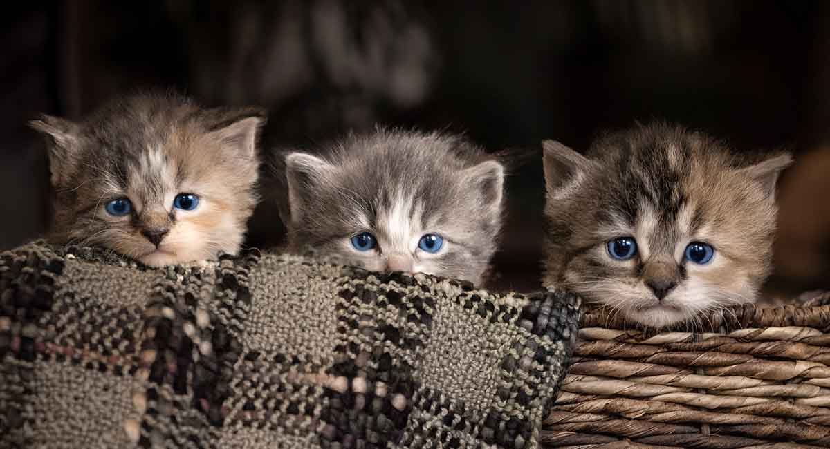 8 Week Old Kitten - Feeding, Weight 