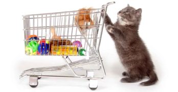Best Cat Products for 2019 – Everything Your Cat Needs This Year