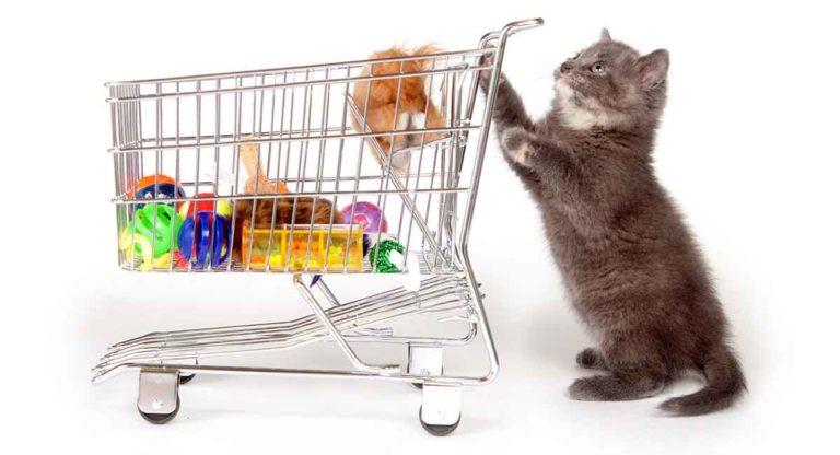 best cat products for 2019
