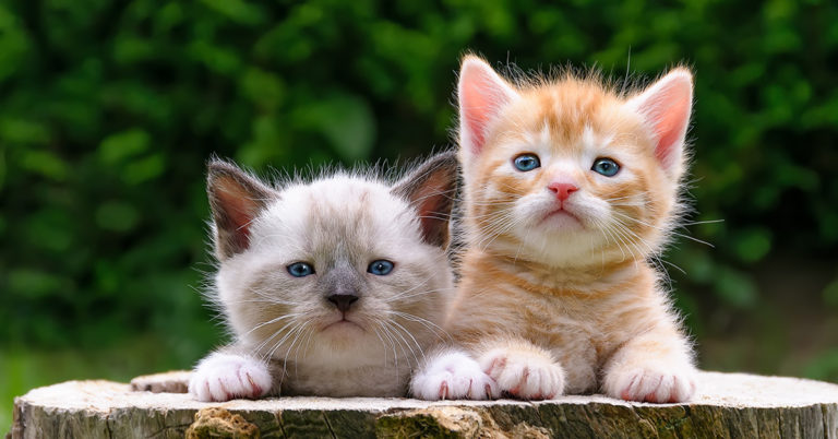 Kittens