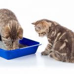best cat litter for multiple cats